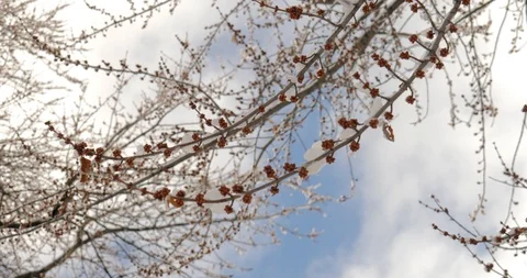 Snow on tree buds Stock Footage 86564221