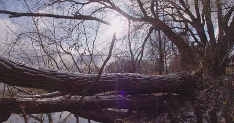 Snow on tree close up footage  Stock Footage 120589457