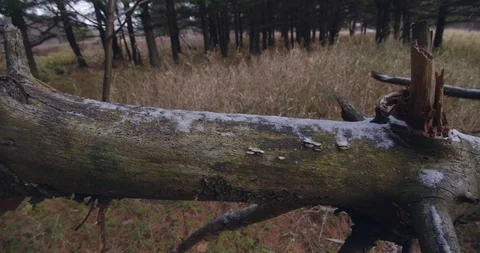 Snow on tree close up footage  Stock Footage 120592479