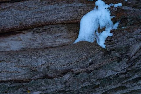 Snow on a tree core Fotos de archivo