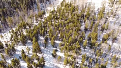 Snow Tree Drone Shot Stock Footage