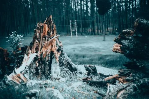 Snow Tree fallen and destructed by the recent storm Stock Photos