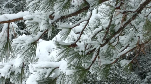 Snow Tree Flicked Close Up Stock Footage 49106211
