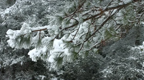 Snow Tree Flicked Stock Footage 49106209