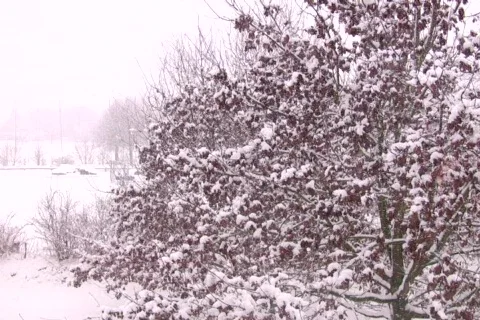 Snow tree Stock Footage 632052