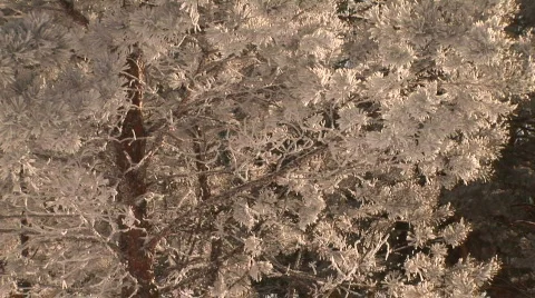 Snow tree 動画素材 788948