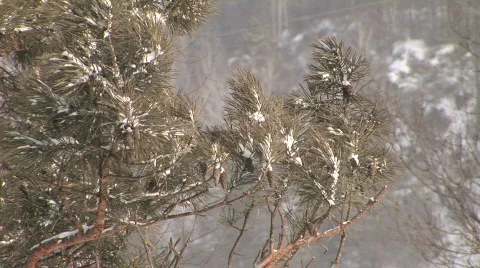 Snow &amp; tree Stock Footage 797133