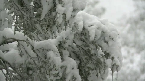 Snow on tree Stock Footage 4087110