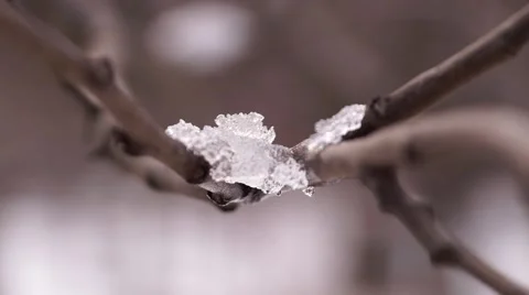 Snow on the tree Stock Footage 60956674