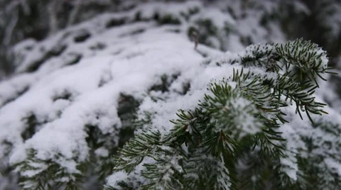 Snow on tree Stock-Footage 64922312