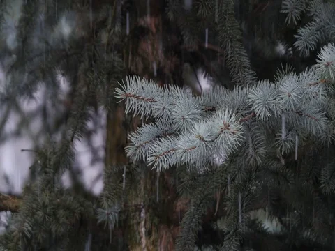Snow Tree 스톡 동영상 74056891