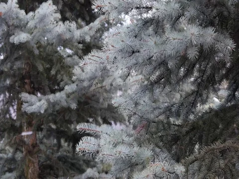 Snow Tree 스톡 동영상 74056923