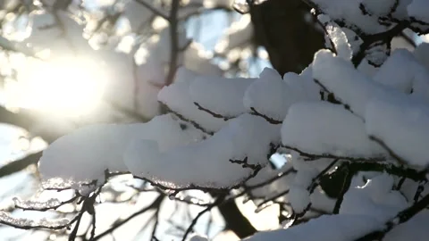 Snow on the tree Stock Footage 91329020