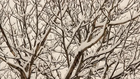 Snow on a tree Stock Footage 101011461