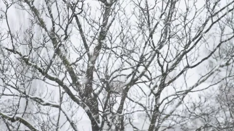 Snow tree Stock Footage 142582317