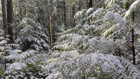 Snow on tree Stock Footage 172566862
