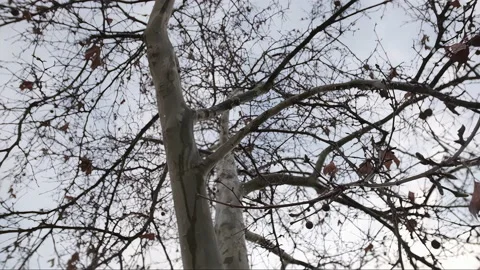 Snow tree Stock Footage 232524268