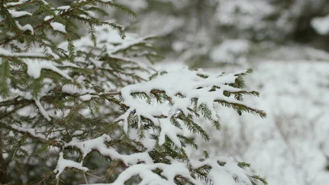 Snow on the tree Stock Footage 233997304