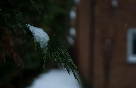 Snow on tree in garden Stock Photos