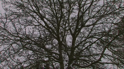 Snow tree large Video stock 307166