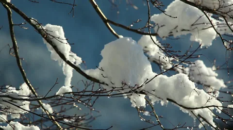 Snow on a tree melting Stock Footage 37037567