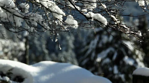 Snow on a tree melting Stock Footage 37037613