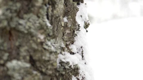 Snow on a tree in Norway during winter. Stock-Footage 107784412
