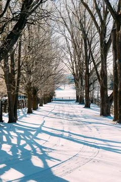 Snow Tree Path Stockfoto's