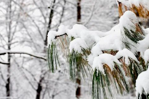 Snow on tree Stock Photos