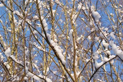 Snow Tree Stock Photos