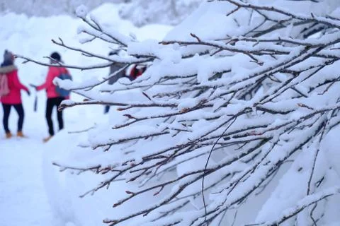 Snow on the tree Stock Photos