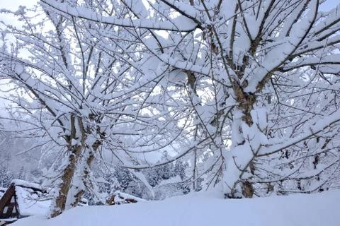 Snow on the tree Stock Photos