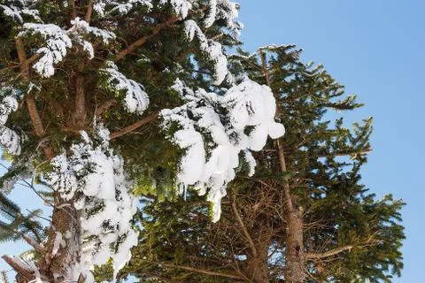 Snow on tree. Foto stock