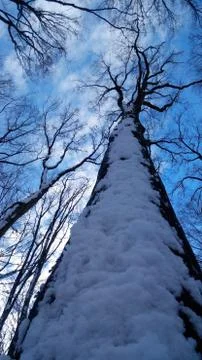 Snow tree Stock Photos