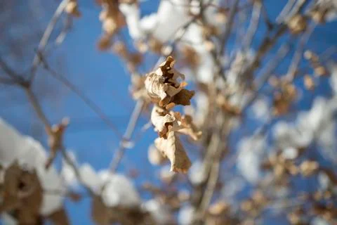 Snow on the tree. Foto stock