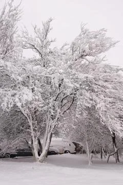 Snow on the tree. Stock-Fotos