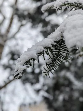 Snow on the tree. Stock Photos