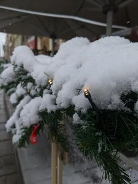 Snow on the tree. Stock Photos