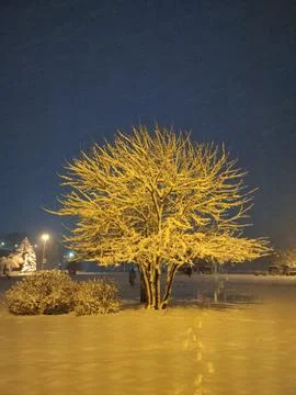 Snow Tree Stock Photos