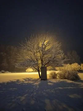 Snow Tree Stock Photos