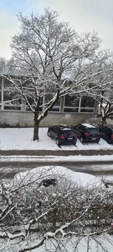 Snow tree Stock Photos