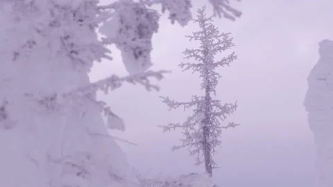 Snow tree shakes from wind in blizzard. Snowfall in forest Stock Footage 150807843
