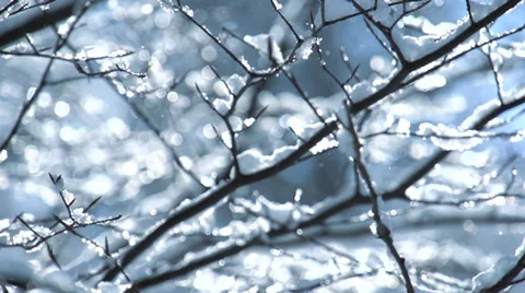 Snow tree. slow motion. winter background Stock Footage 34527927