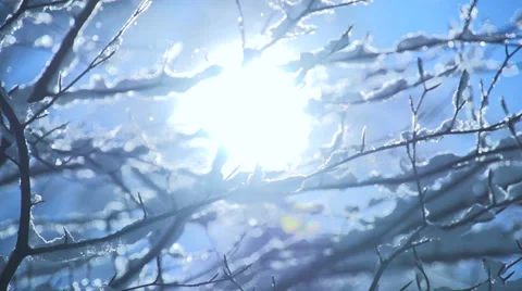 Snow tree. snow falling slow motion. magic winter mood Video stock 34530235