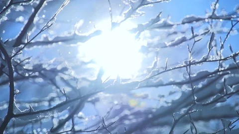 Snow tree snow falling slow motion magic winter mood Stock Footage 74095341