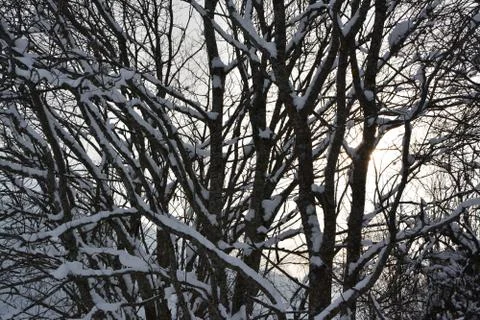 Snow on a tree with sun Fotos de archivo