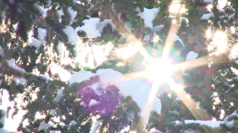 Snow Tree Sunburst 1 Stock Footage 2773280