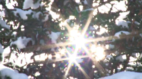 Snow Tree Sunburst 2 Stock Footage 2772157
