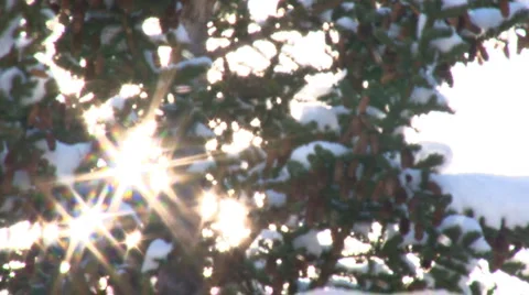 Snow Tree Sunburst 3 Stock Footage 2785021