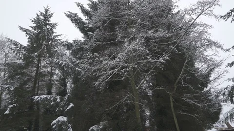 Snow Tree Tops 4K Stock Footage 84564613